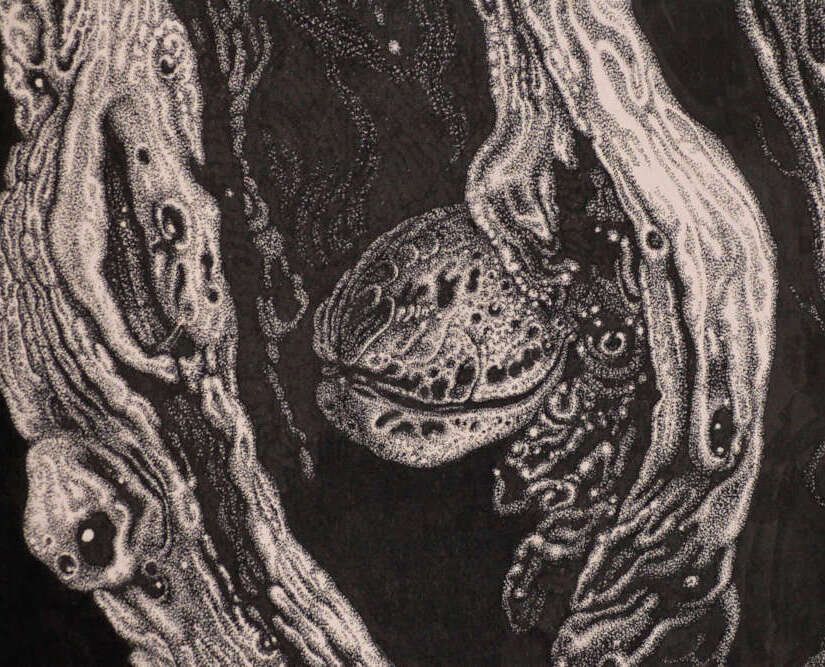 Drawing with ink by the artist Mimica Kulenovic, portraying a walnut floating inside a hollow tree trunk