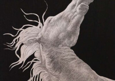 Detail from drawing with pencil by the artist Mimica Kulenovic, portraying a horse with a walnut.