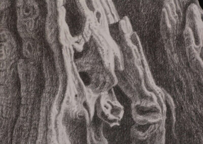 Detail from drawing with pencil by the artist Mimica Kulenovic, portraying roots on stones with a walnut.