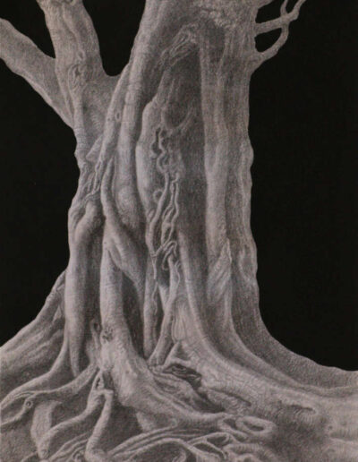 Drawing with pencil by the artist Mimica Kulenovic, portraying roots and a tree trunk.