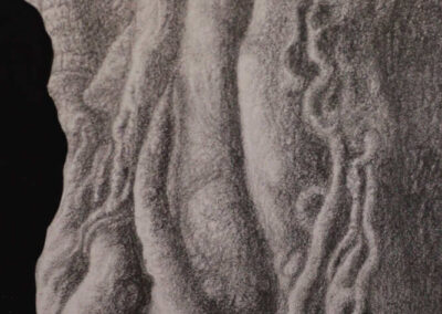 Detail from drawing with pencil by the artist Mimica Kulenovic, portraying roots and a tree trunk.