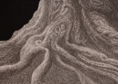 Detail from drawing with pencil by the artist Mimica Kulenovic, portraying roots with a walnut.
