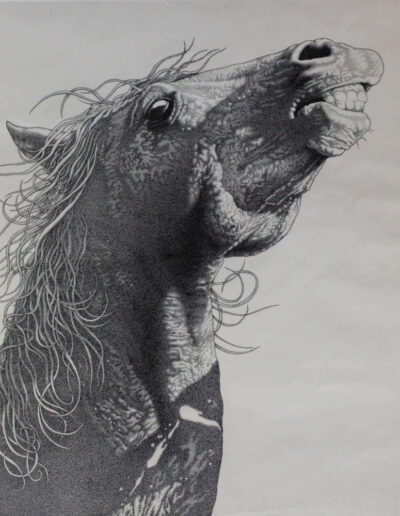 Drawing with ink by the artist Mimica Kulenovic, portraying a screaming horse.