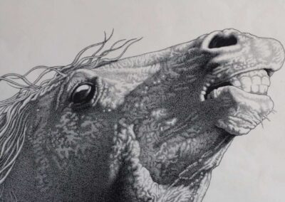 Detail from drawing with ink by the artist Mimica Kulenovic, portraying a screaming horse.