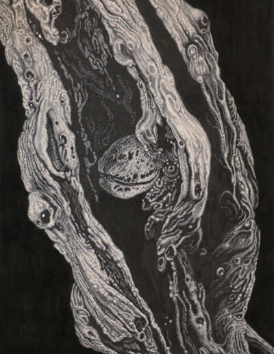 Drawing with ink by the artist Mimica Kulenovic, portraying a walnut floating inside a hollow tree trunk.