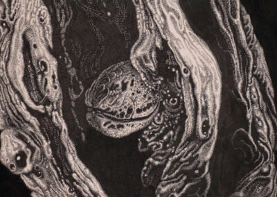 Detail from drawing with ink by the artist Mimica Kulenovic, portraying a walnut floating inside a hollow tree trunk.